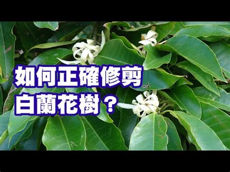 玉蘭花避邪|玉蘭花樹的風水禁忌 種植要注意什麼